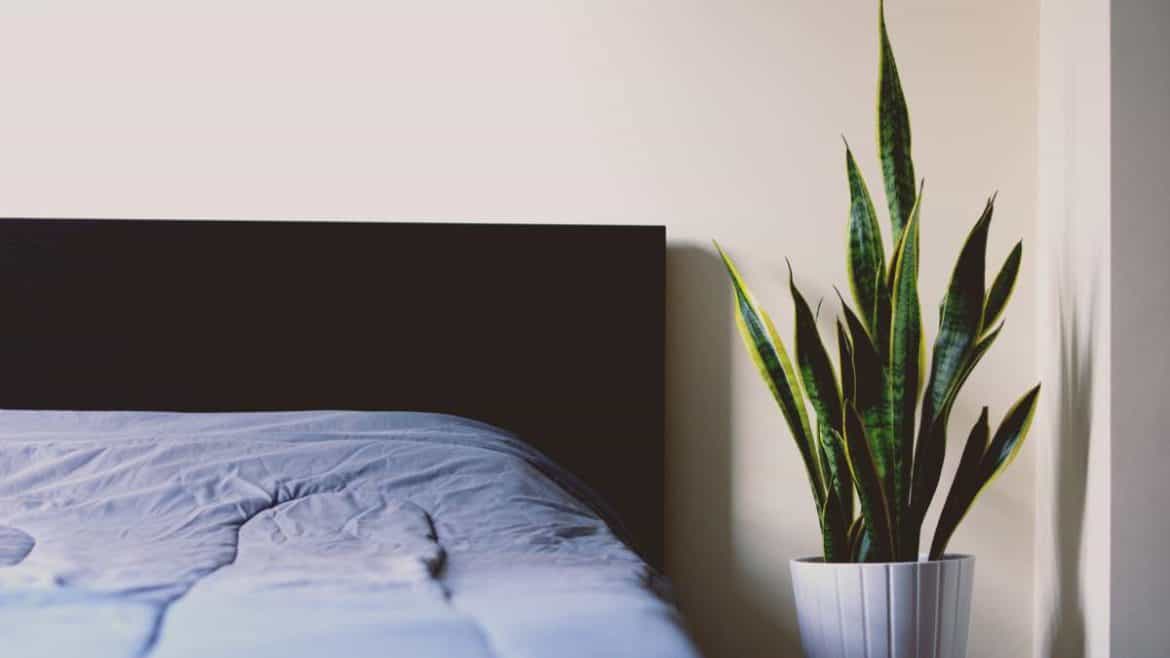 bedroom with indoor succulent