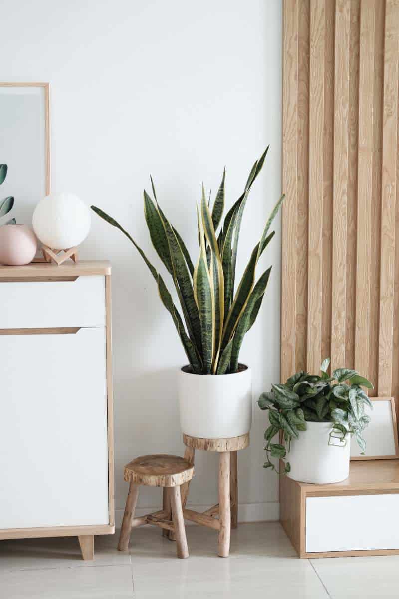beautiful indoor setting with succulents and wooden furnishing