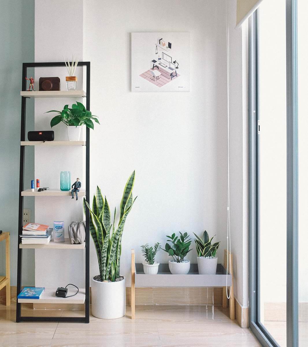 beautiful room with potted succulents and wooden flooring