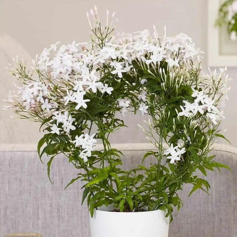 beautiful white flowers kept in a living room with gray sofa.