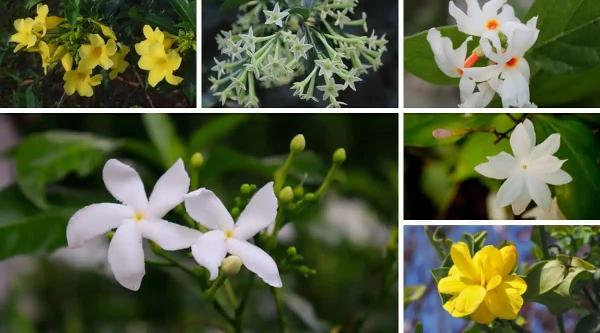 Jasmine Varieties, collage image of different types of jasmine plants & flowers