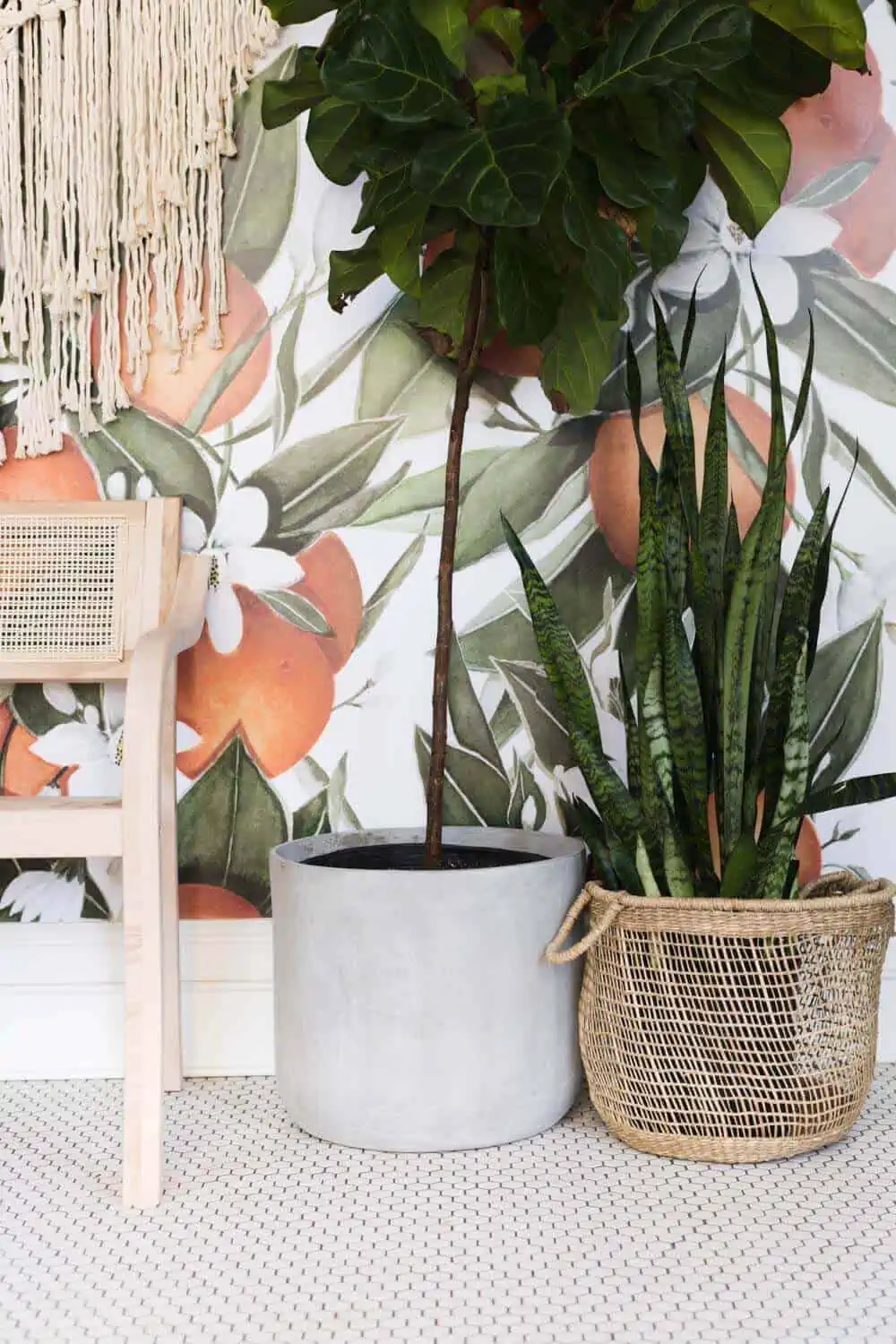 Potted snake plant kept indoors with a chair and wooden flooring