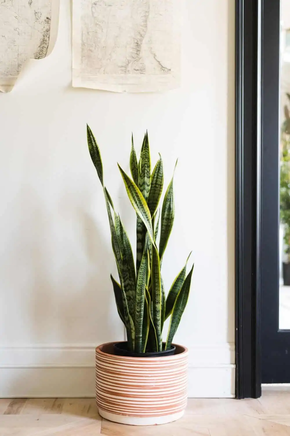 potted snake plant kept indoors