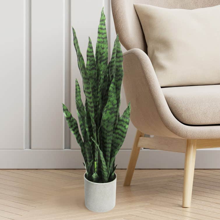 succulent with beige chair and wooden flooring