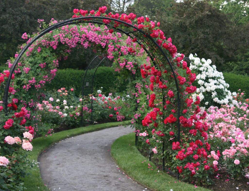 Fairy tale garden trellis covered with pink and red flowers for beautiful entrance
