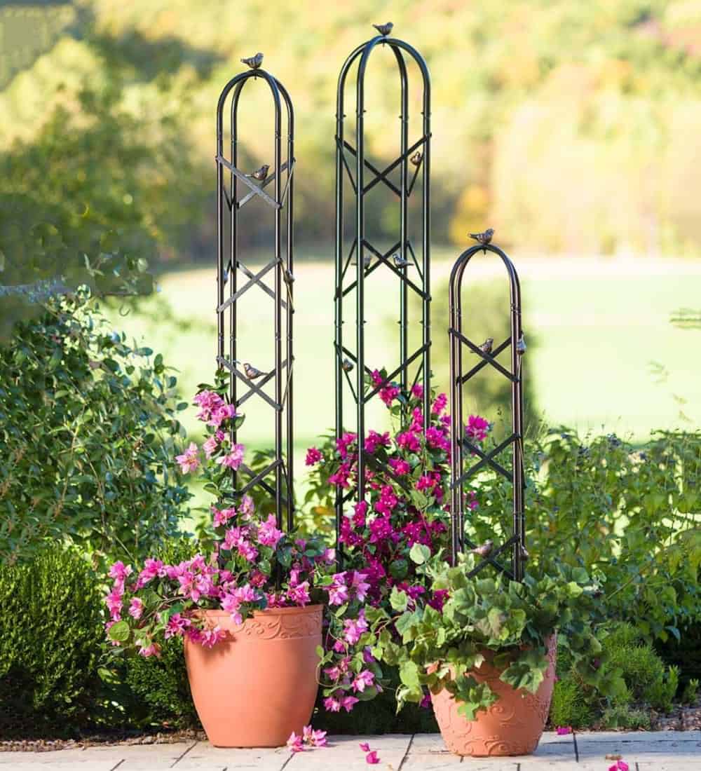 Black colour metal planter trellis for tomatoes and other plants in garden