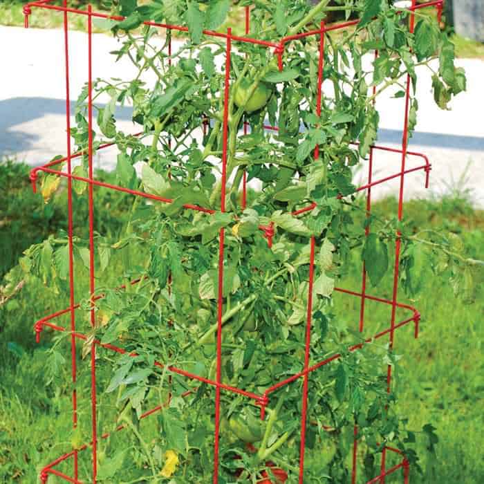 red colour wired cage for tomatoes and cucumber