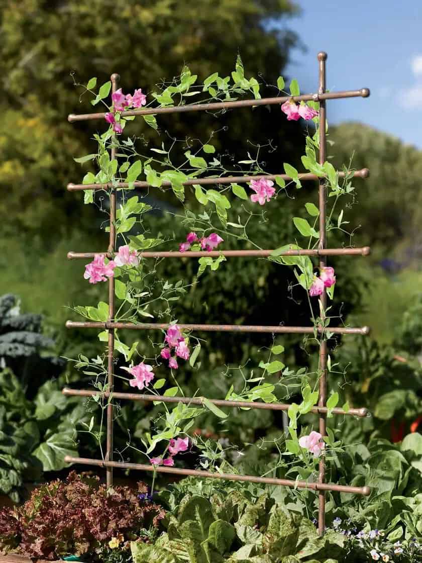 bronze colour ladder trellis for lush green garden 