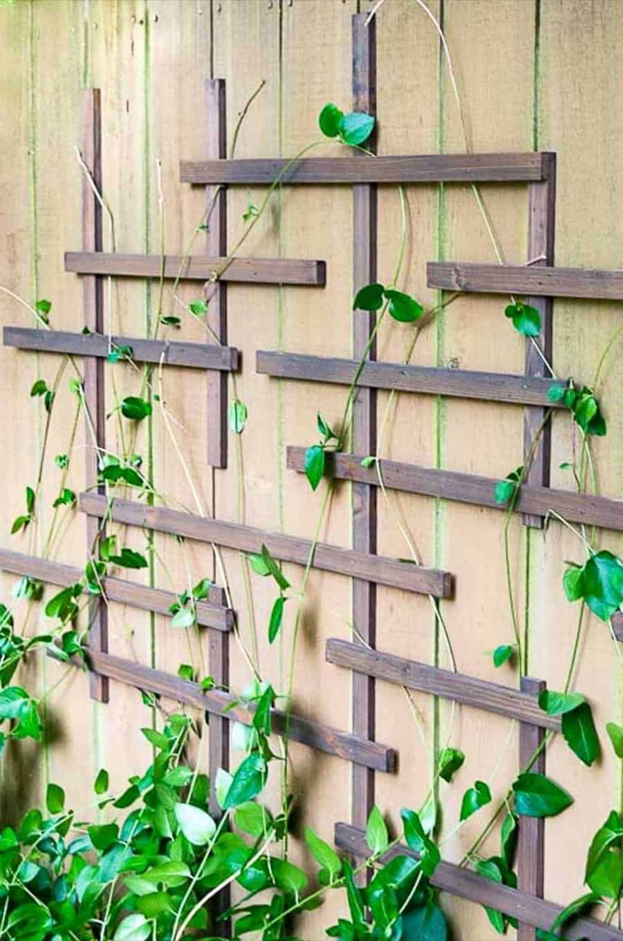 garden trellis on fence top with brown accents and green vine