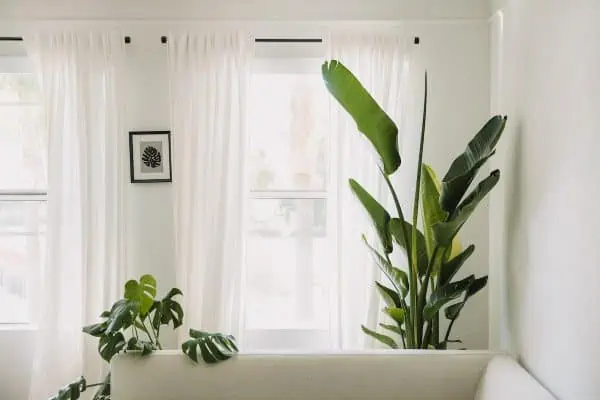 green banana tree plant on a pot in front of a vanity