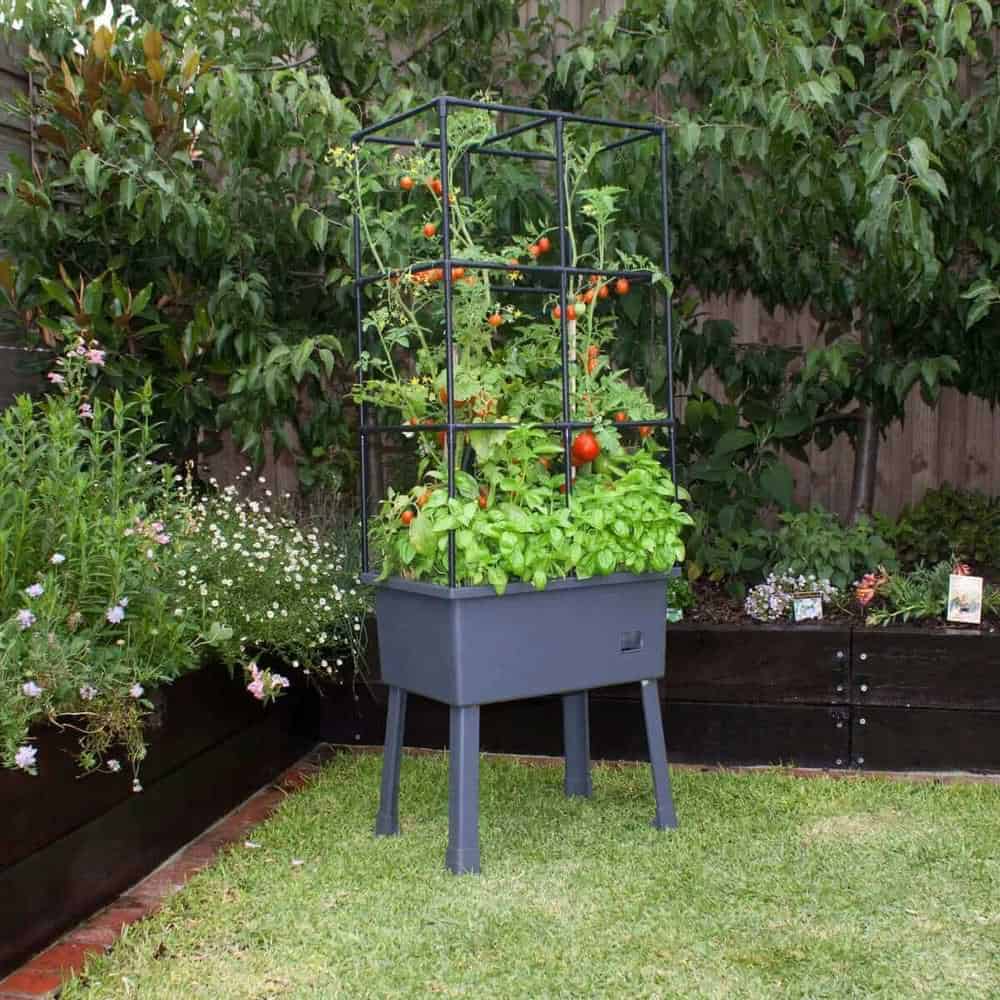 Lush green backyard with tomatoes planter
