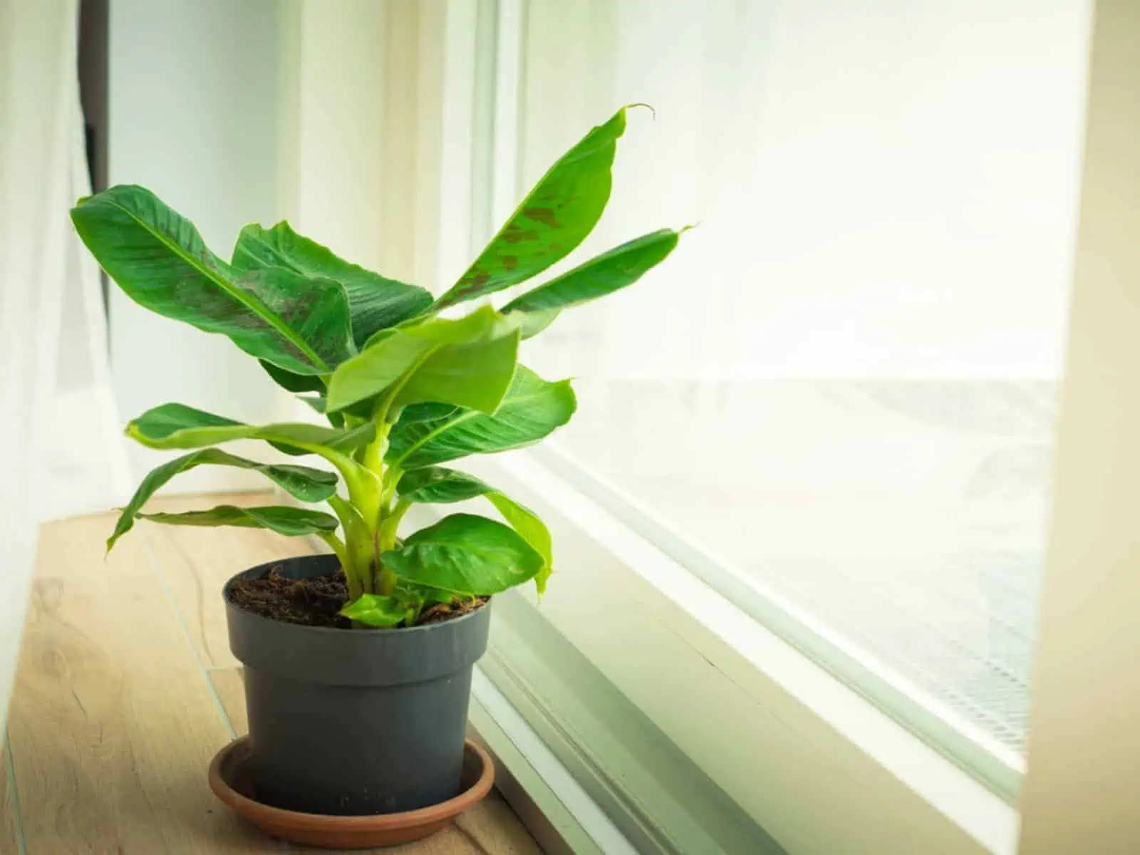 small potted green banana tree, beside window