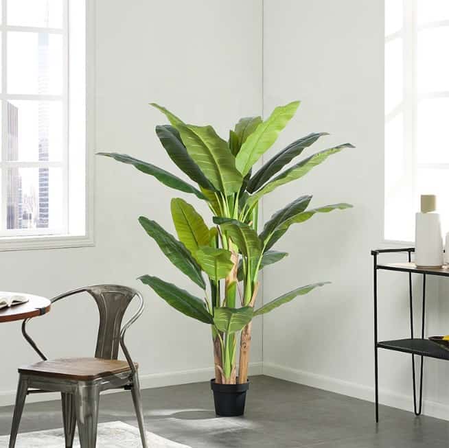 green potted banana plant in a black pot, grey chair, room with white walls and windows