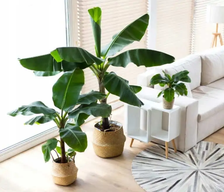 three green plants in light brown pots, white side table, white sofa, white and black rug