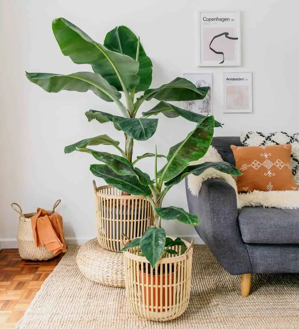 two green potted banana plants, grey sofa with orange cushion