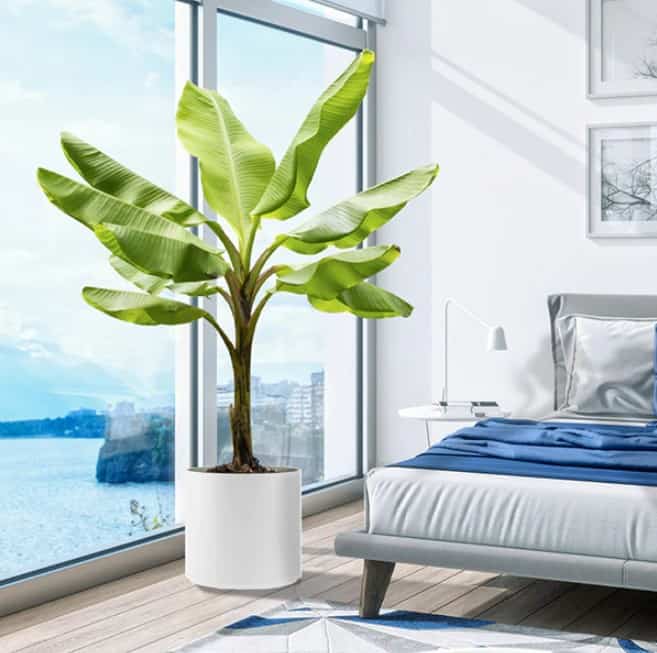green banana plant indoor in a white pot, white walls, white and blue bed, large window