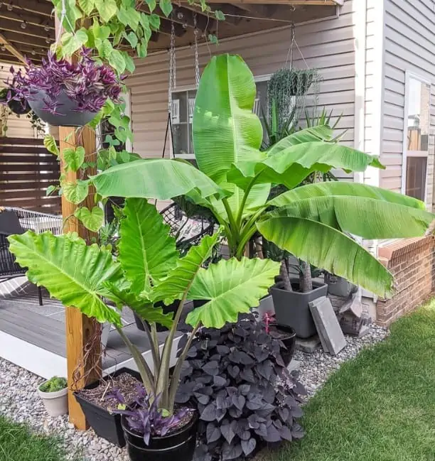 plants in backyard in front of balcony of home