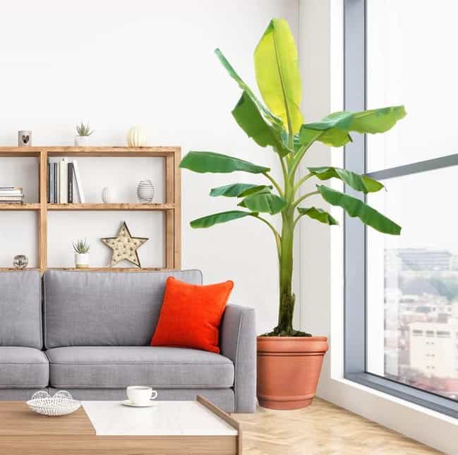 green indoor banana plant, large window, light grey sofa with red cushion, center table