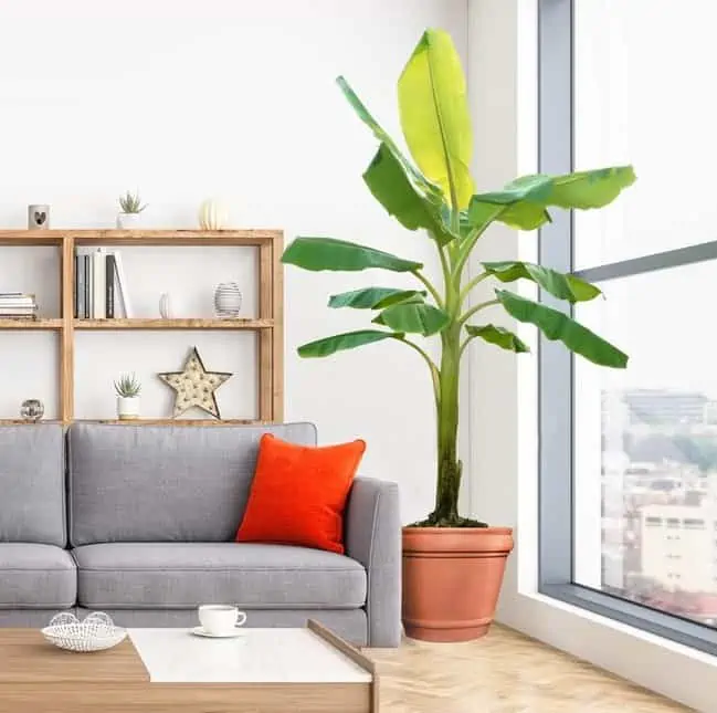 green indoor banana plant, large window, light grey sofa with red cushion, center table