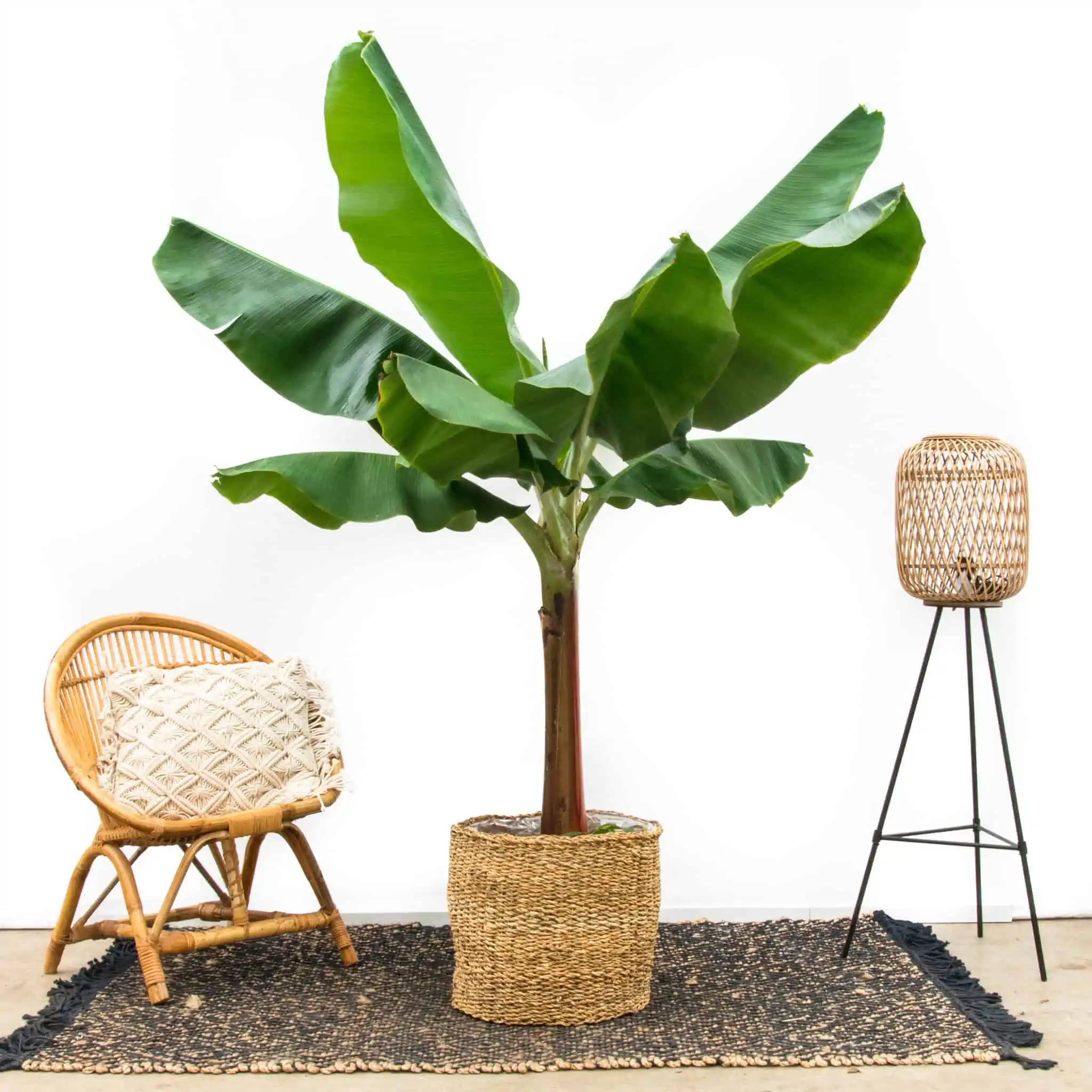 small green banana plant in a pot