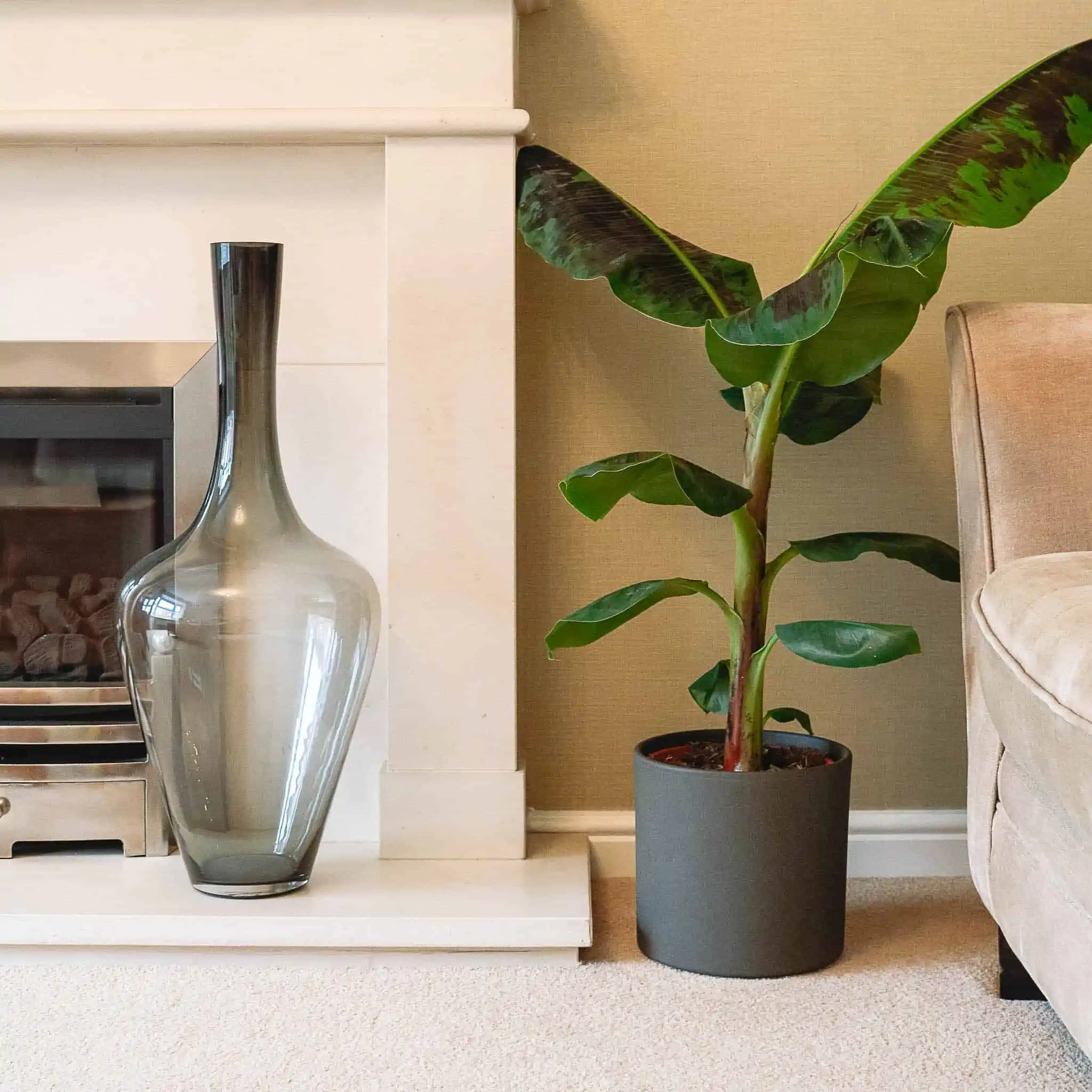 small green banana tree in a dark grey pot