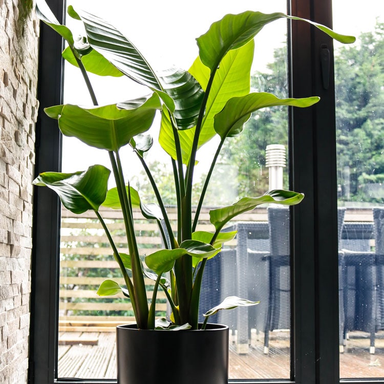 green potted banana plant in black pot, beside window
