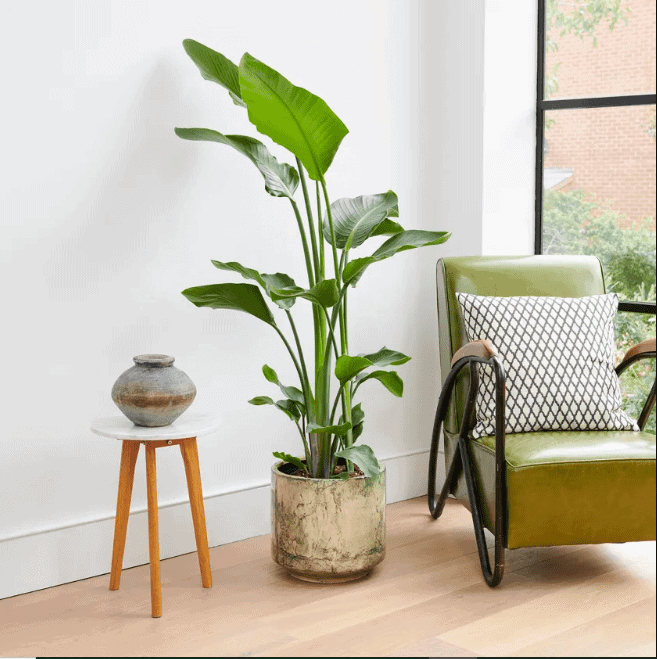 small banana plant in an off white pot, sofa, side table, vase, living room