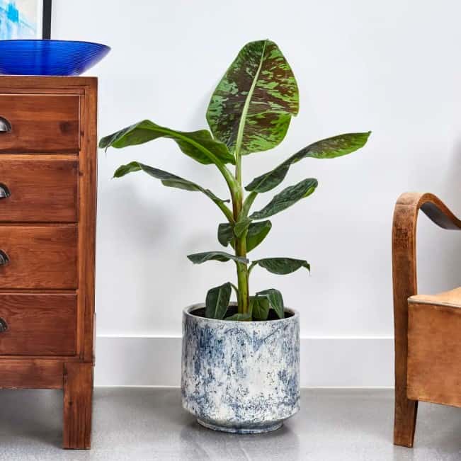 small potted banana plant in designer pot, wooden chair and furniture