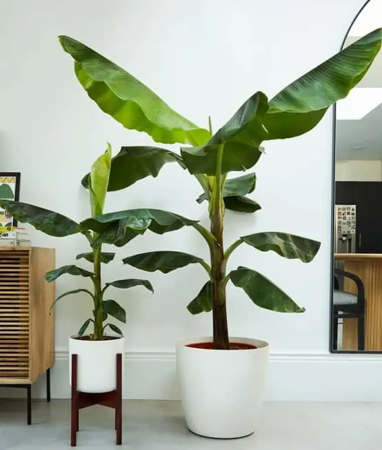 two small potted banana plants in white pots, small wooden side table