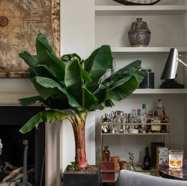 green leaves and short trunk potted banana plant, living room, show pieces