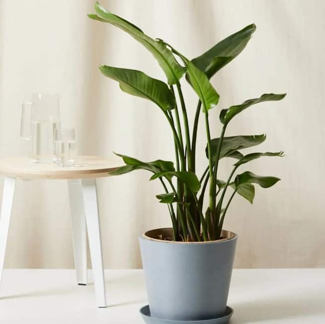 small potted green banana plant, light blue pot with soil, small side table