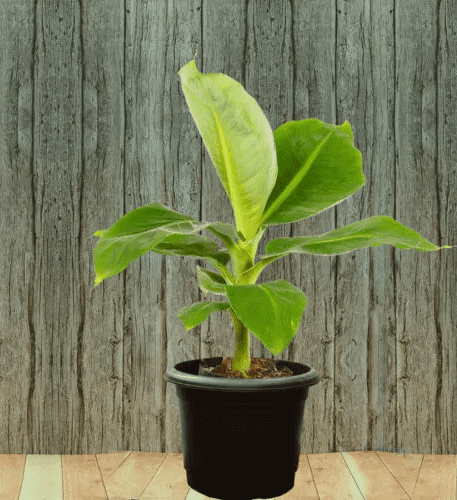 small plant in a black pot with soil