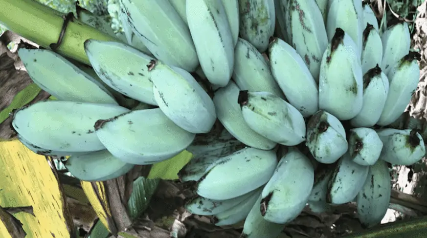 bluish green banana bunch