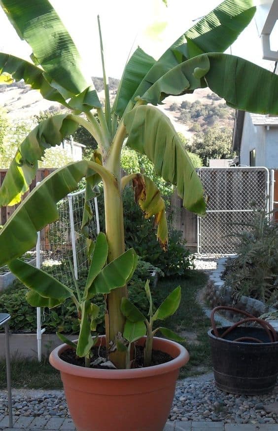 big banana plant in a pot, kept in a garden