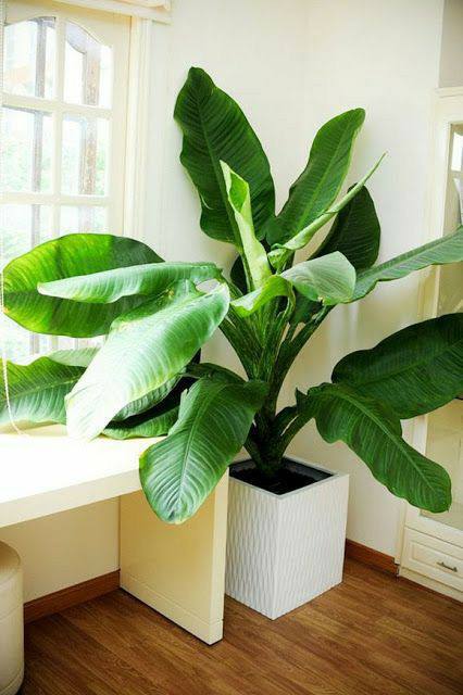 banana tree with green leaves in a white pot in the corner of a room