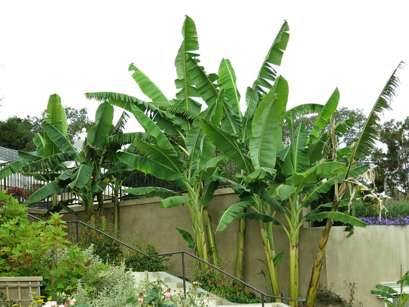 banana trees, green, in an outdoor garden