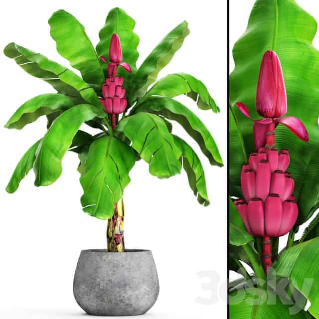 potted banana plant with pink bananas and flowers
