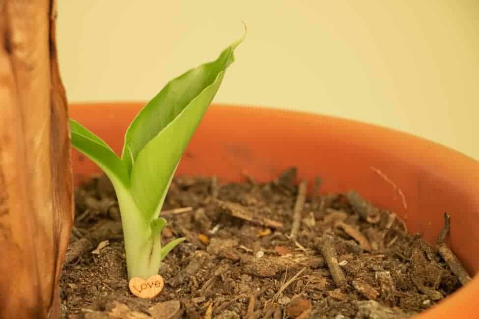 small banana sapling surrounded by soil in a clay pot