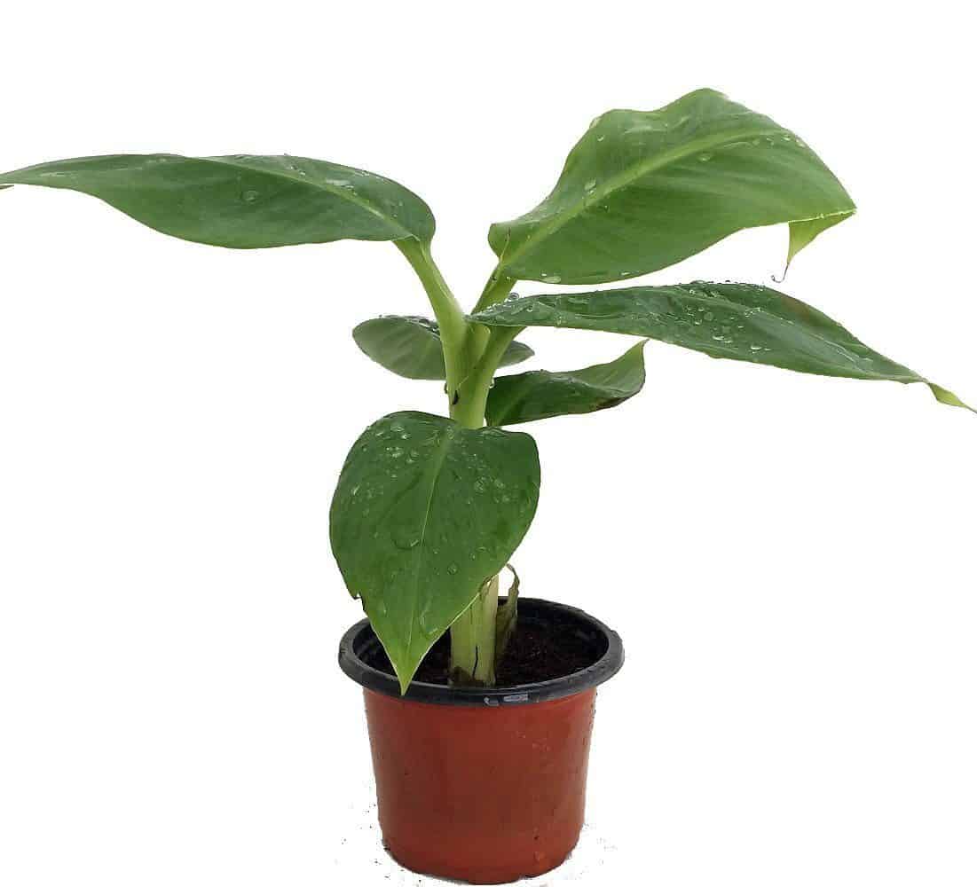 potted banana tree image for growing, brown pot