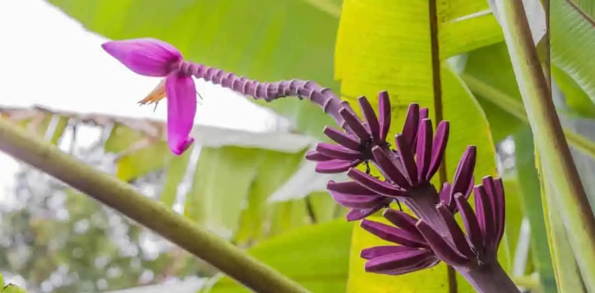 banana flower, leaves, pink flower blooming