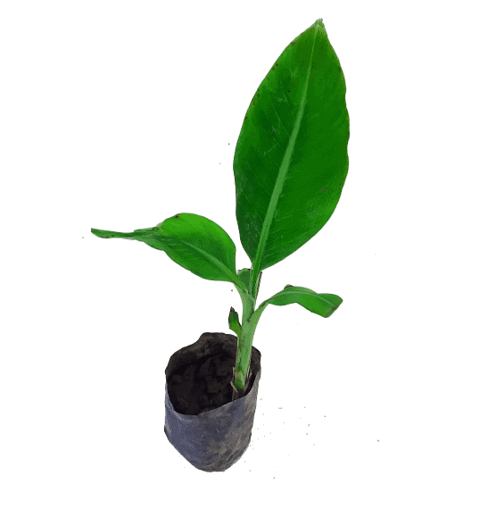 small banana tree image for growing