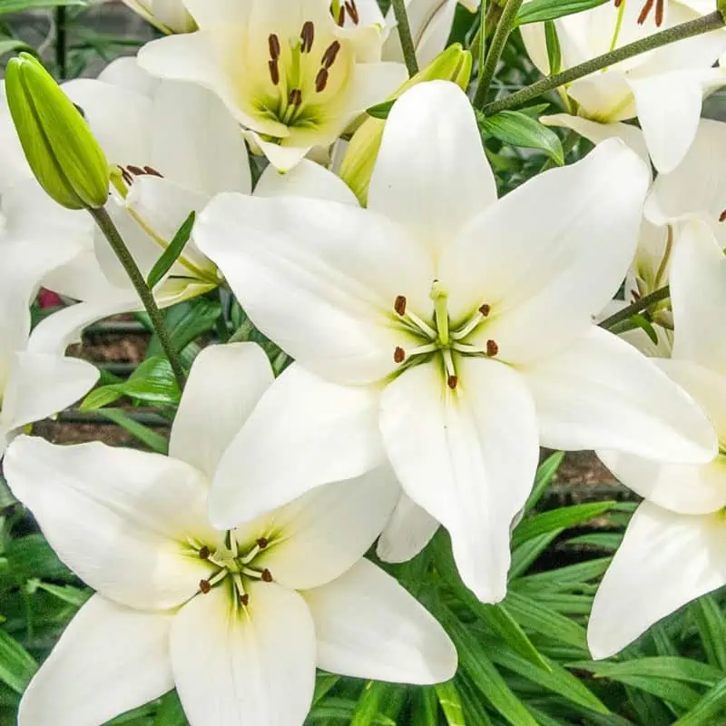 White asiatic flora with green foilage