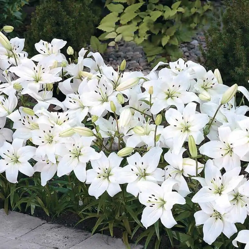 White border lilum plant with green foilage