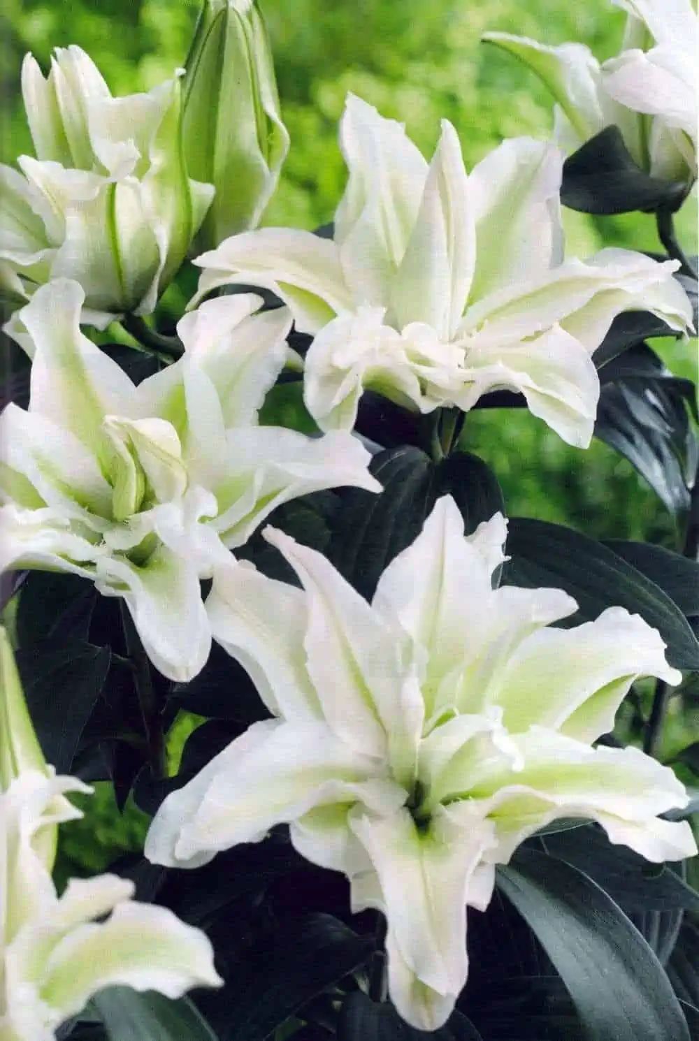 White flora with green foilage