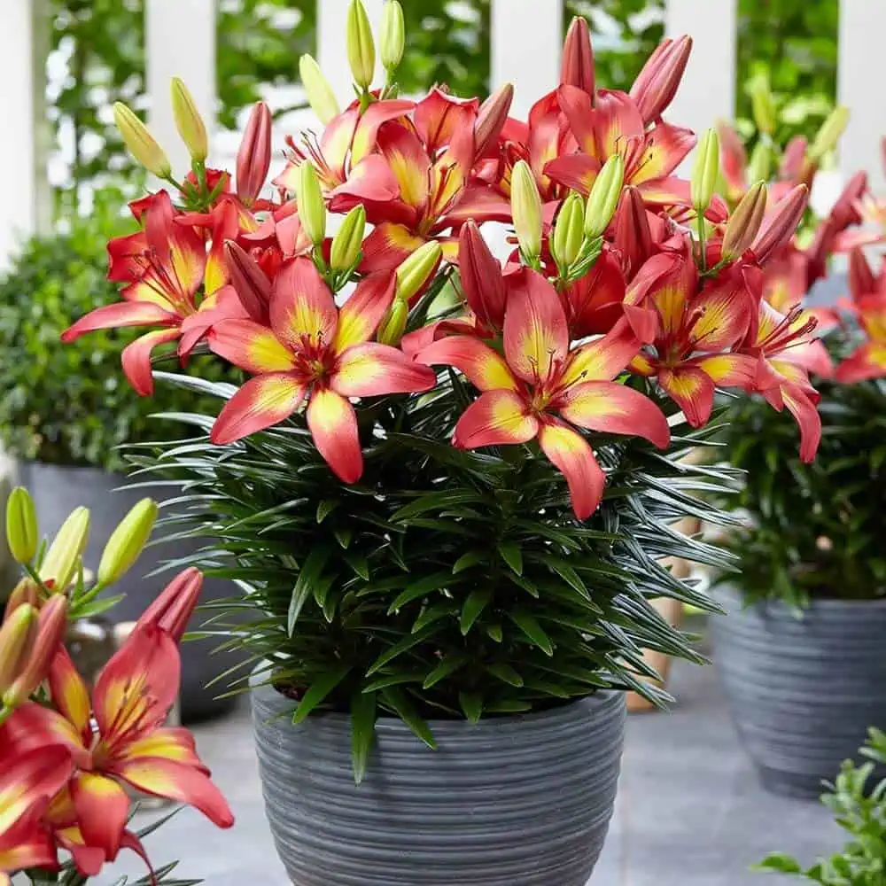 red lily flowers image with grey pots
