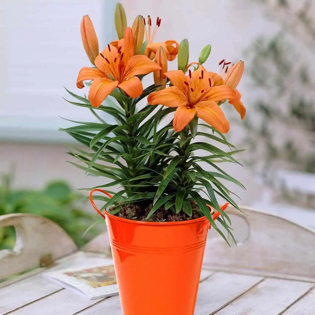 Orange flora in an orange pot with green foilage