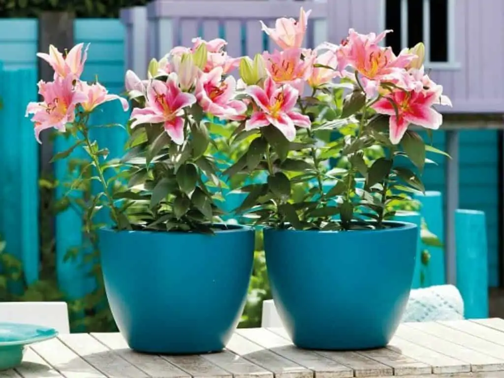 pink and white lily flowers in a blue pot