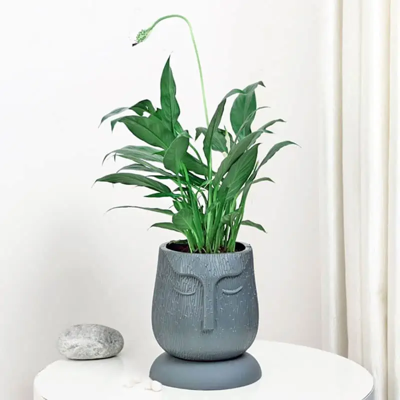 peace lily in a face shaped grey pot