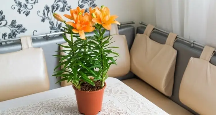 orange flowers in a pot placed on beige furniture