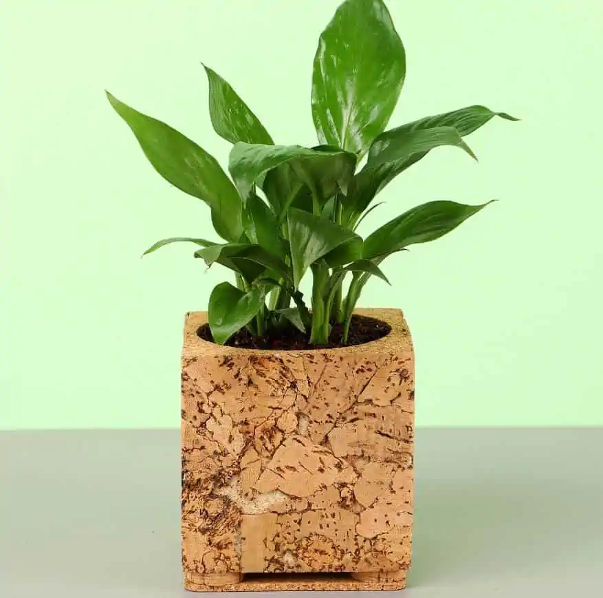peace lily in brown planter